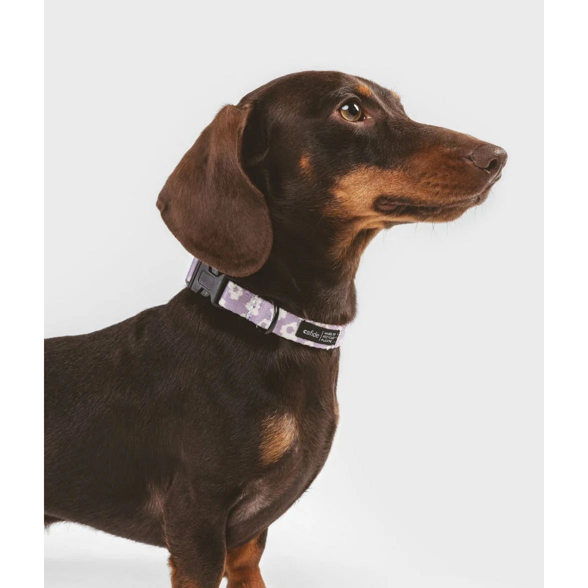 roze halsband bruine teckel kortharig