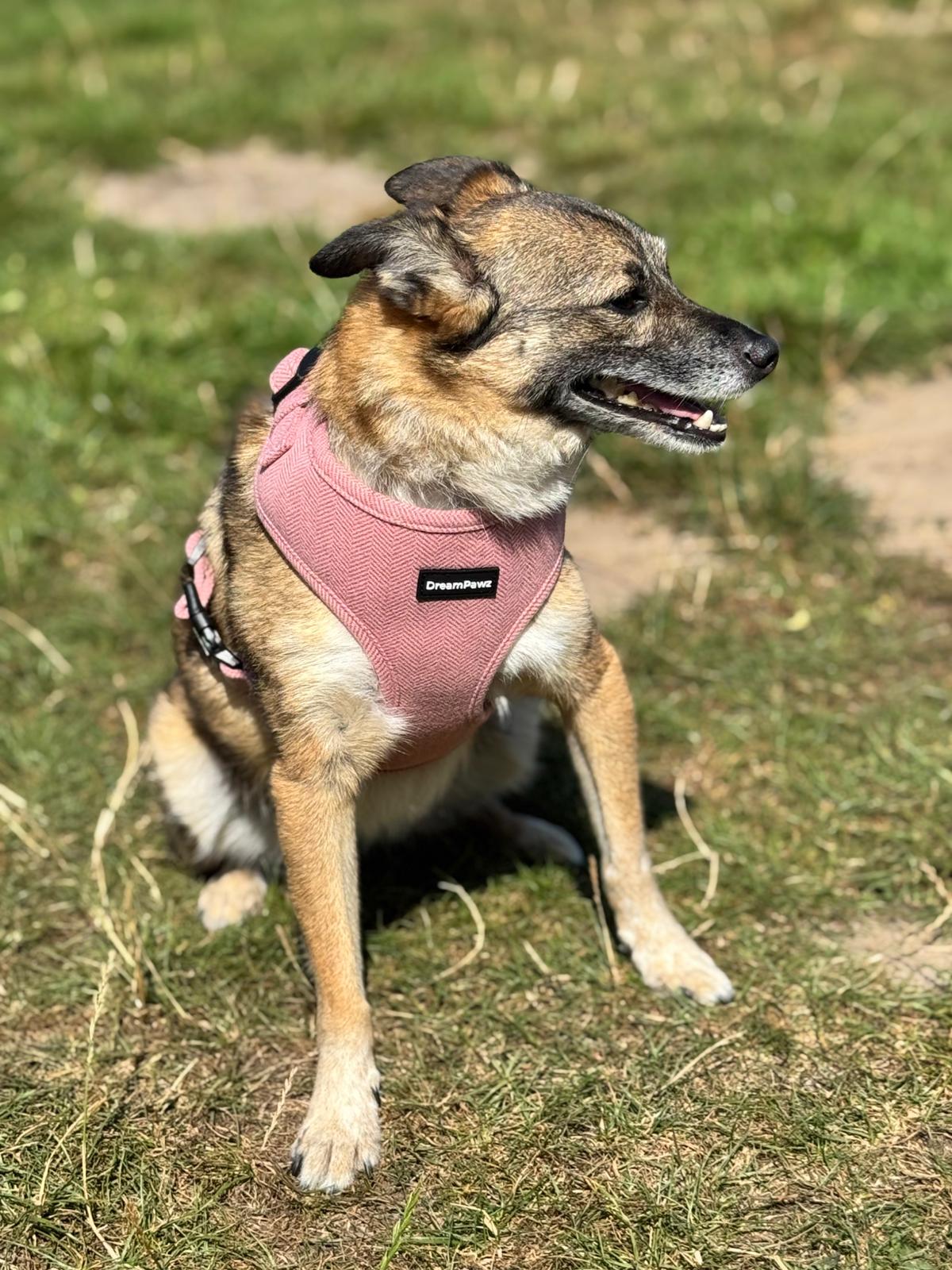 DreamPawz - Hondentuigje - Visgraat