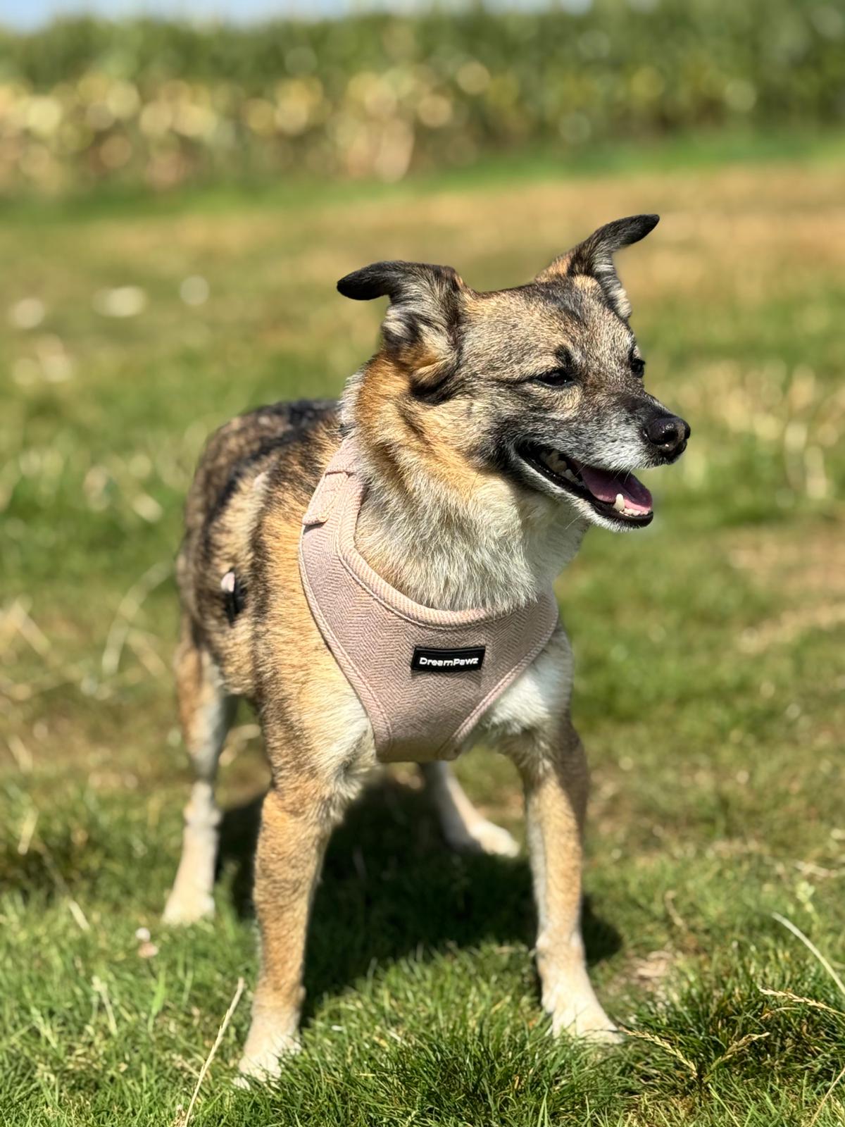 DreamPawz - Hondentuigje - Visgraat