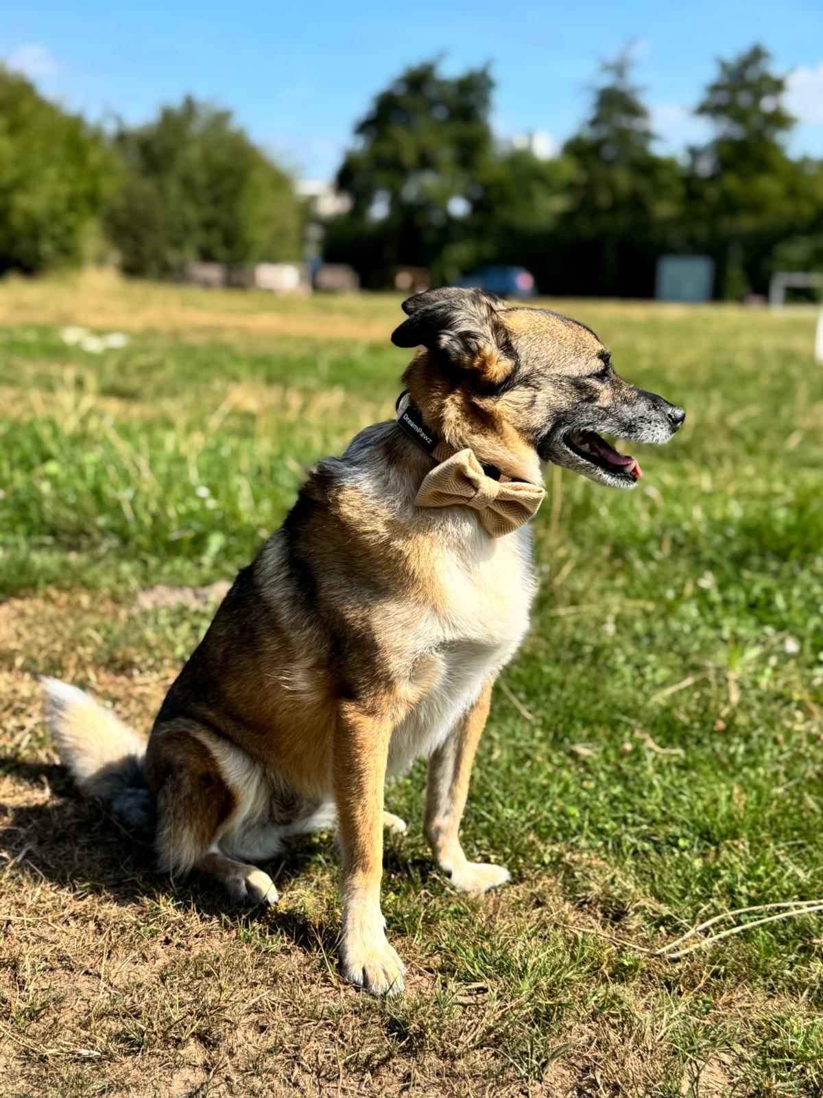 DreamPawz - Halsband met Strik - Visgraat