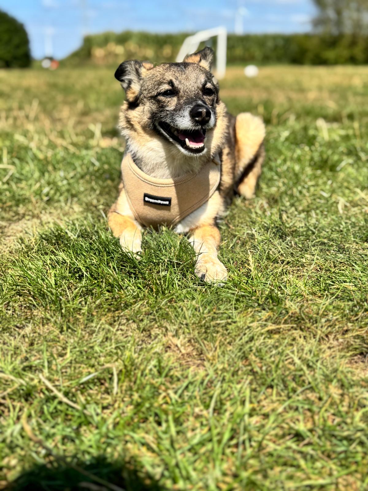 DreamPawz - Hondentuigje - Visgraat