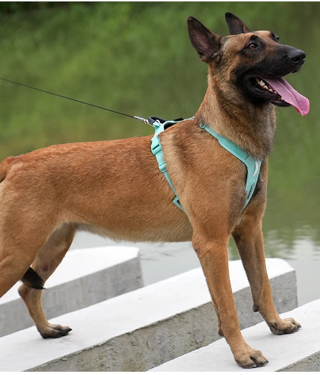 Small Combination - Kleurrijk Reflecterend Anti-Trek Hondentuigje