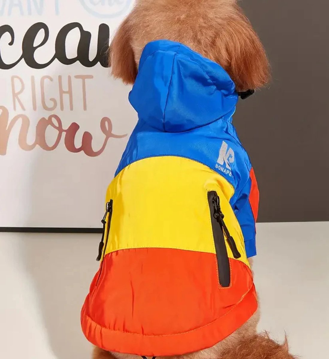 Minipoedel met regenjas achteraanzicht