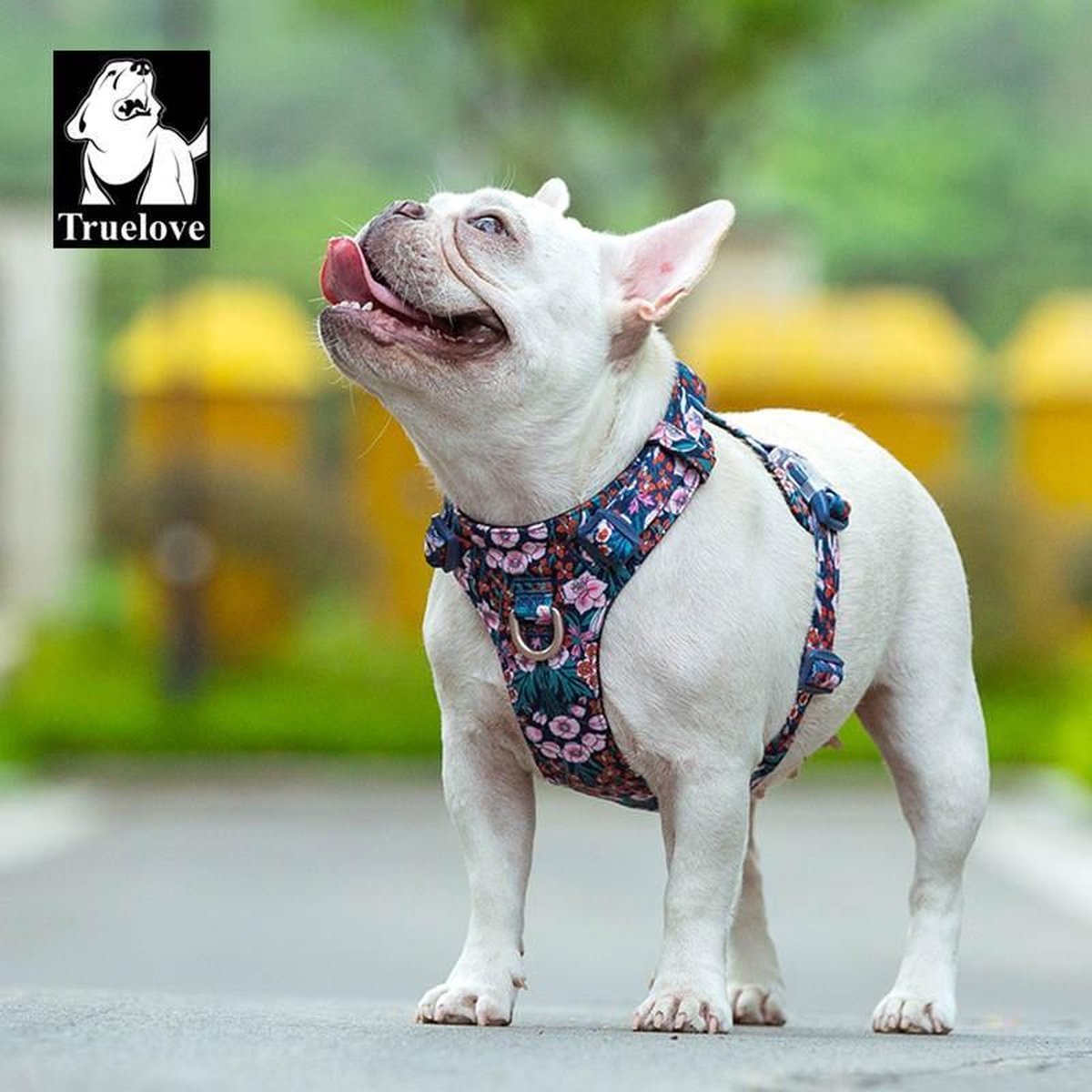 bulldog in hondentuigje