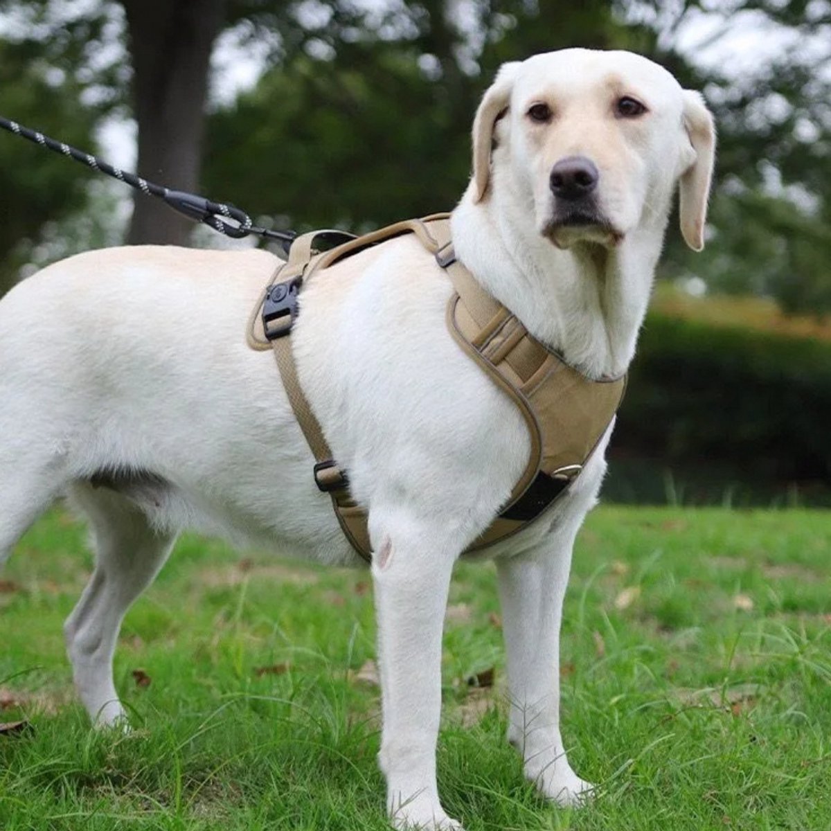 beige hondentuigje labrador