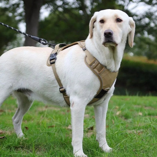 beige hondentuigje labrador