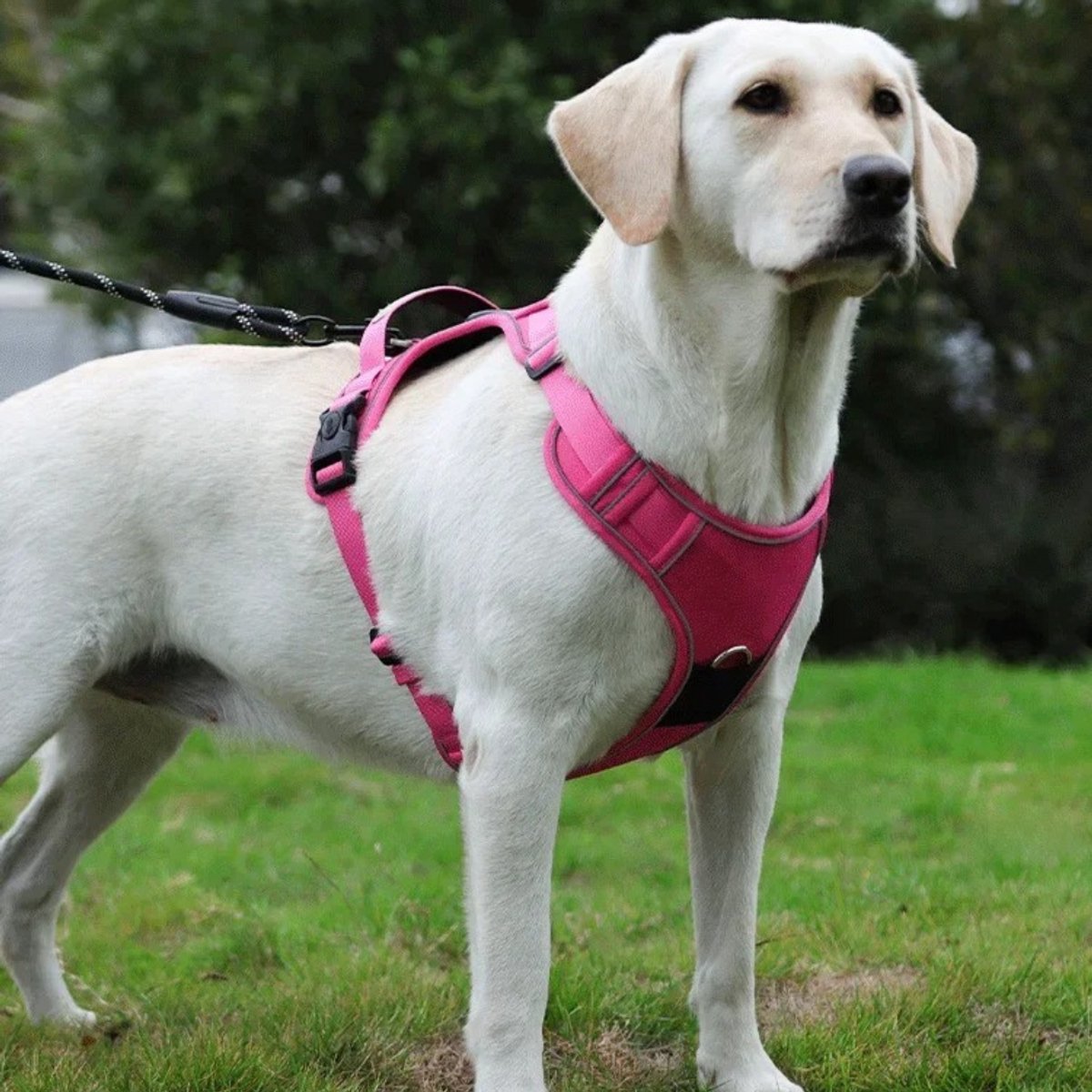 hondentuigje roze labrador