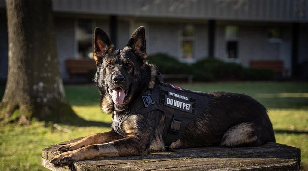 Tactical Hondentuigje met Leiband & 12 Patches - K9