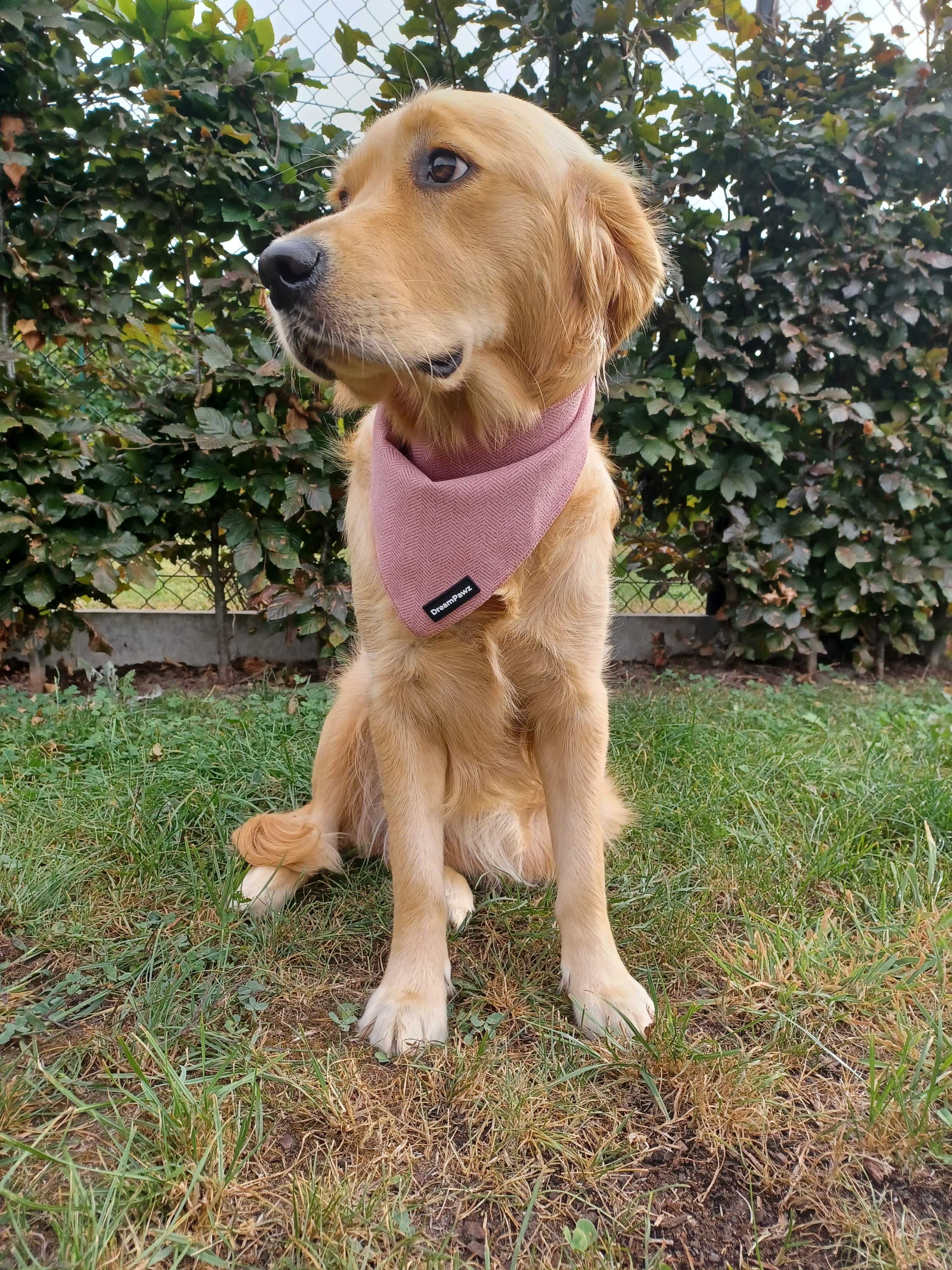 DreamPawz - Set van 3 Bandana's - Visgraat