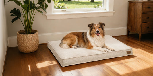 Hond ligt comfortabel op een beige BINGOPAW orthopedisch hondenkussen in een moderne woonkamer