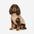 VPETBR gewatteerde hondenjas in beige met geïntegreerd tuigje op een hond