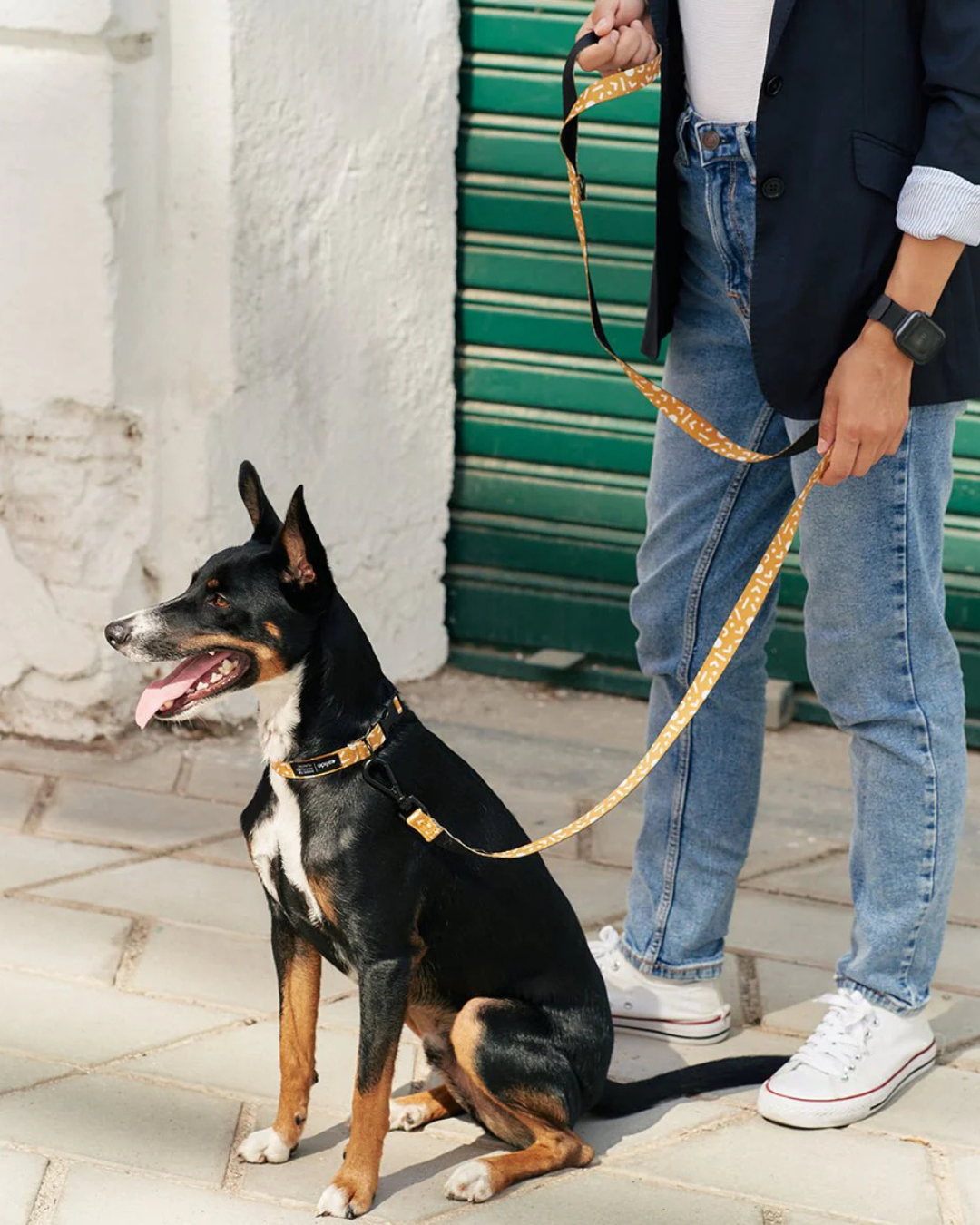honden met gele riem en halsband van het merk cafide
