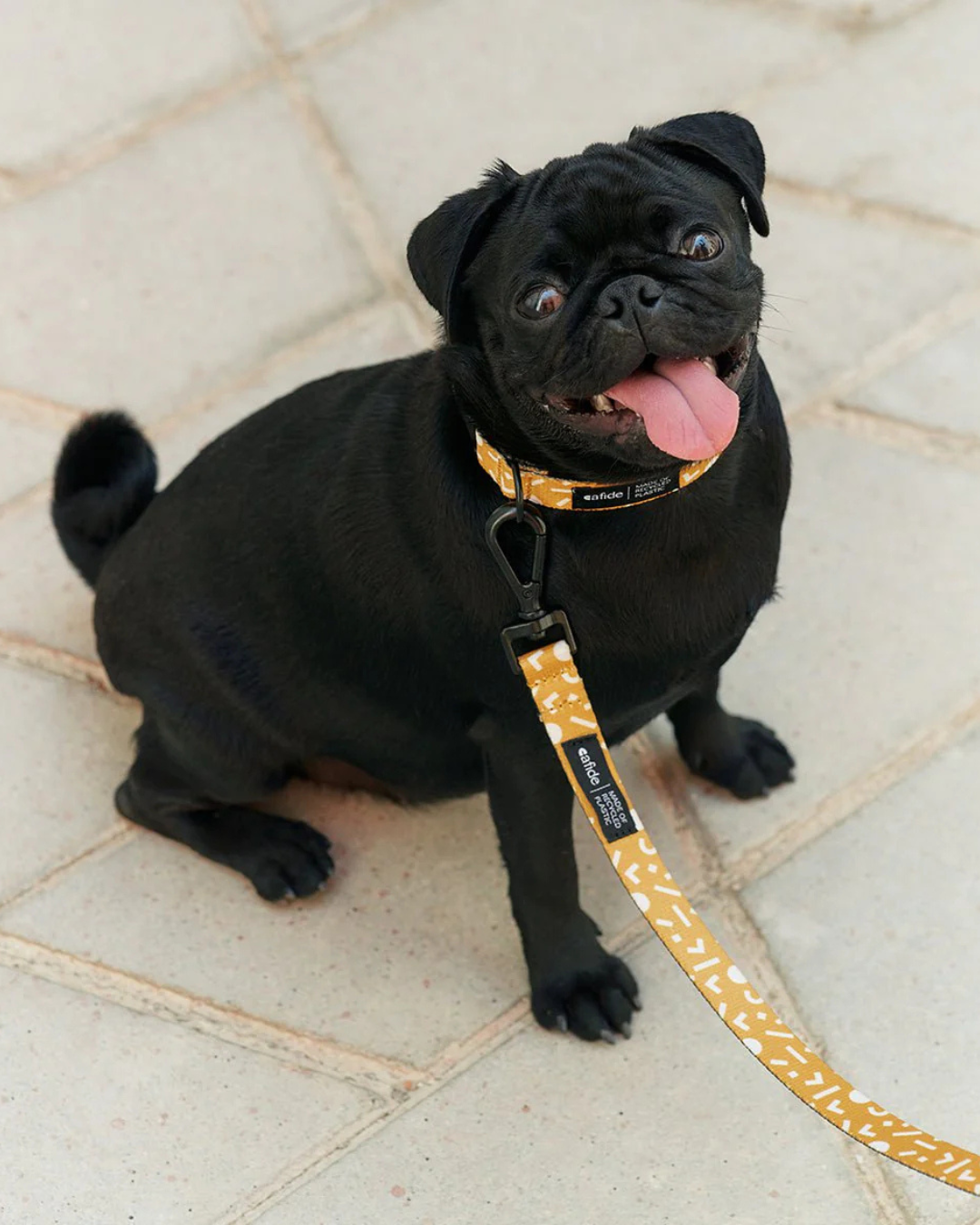 pug met gele riem en halsband van het merk cafide