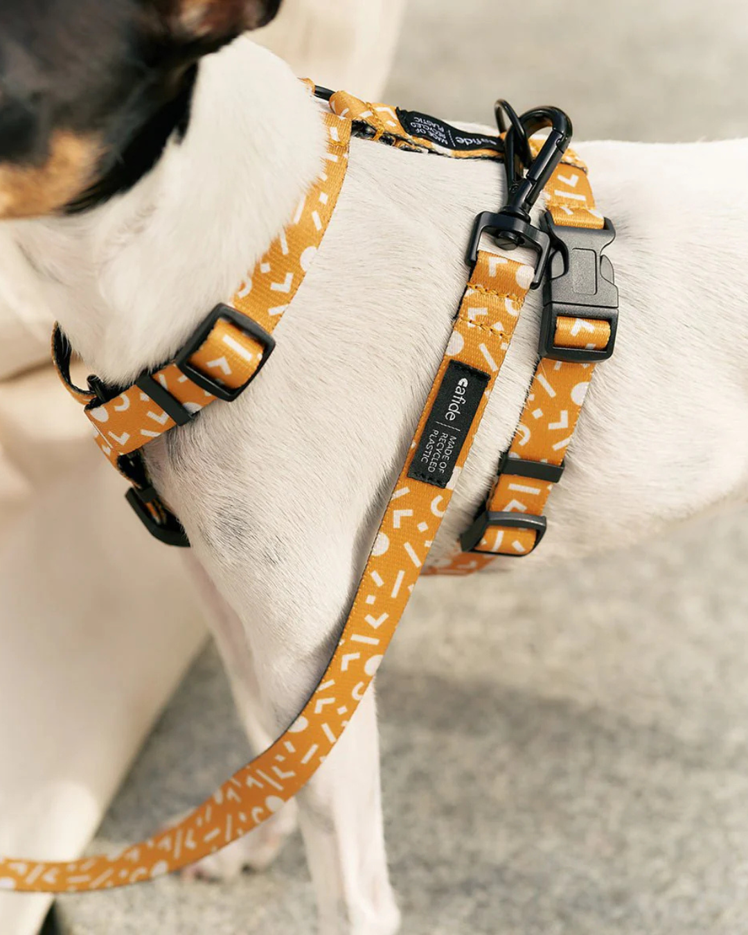 hond met geel hondentuigje van het merk cafide