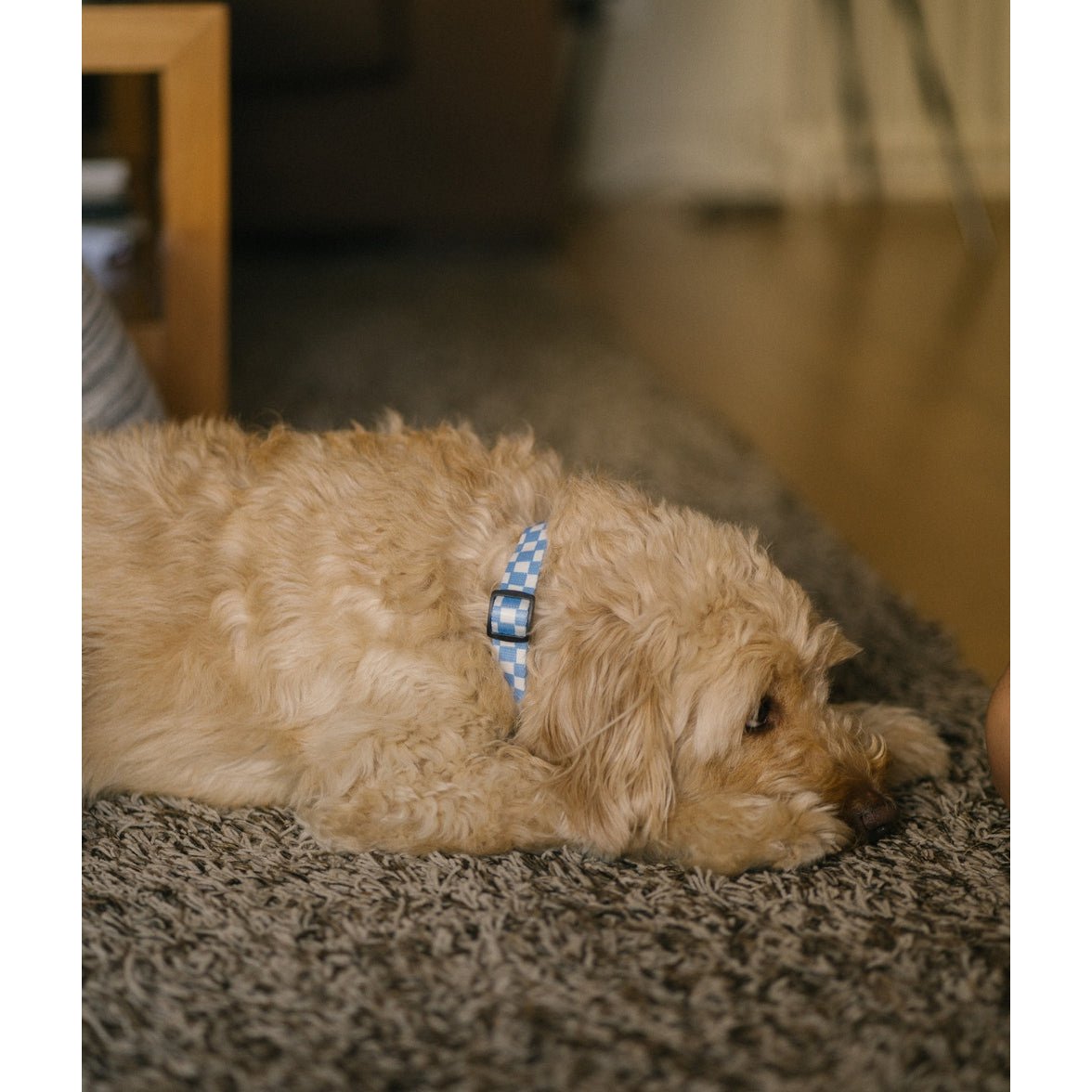 blauwe halsband op labradoodle