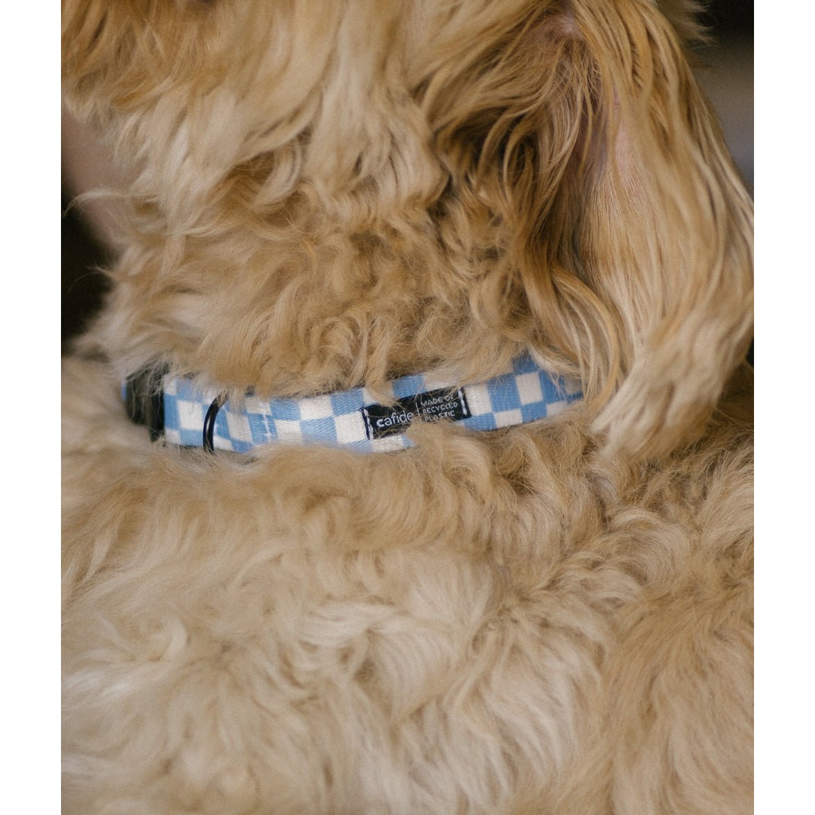 Blauwe Cafide Halsband sfeerbeeld