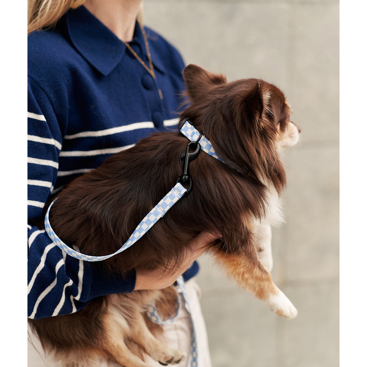 blauwe halsband chihuahua