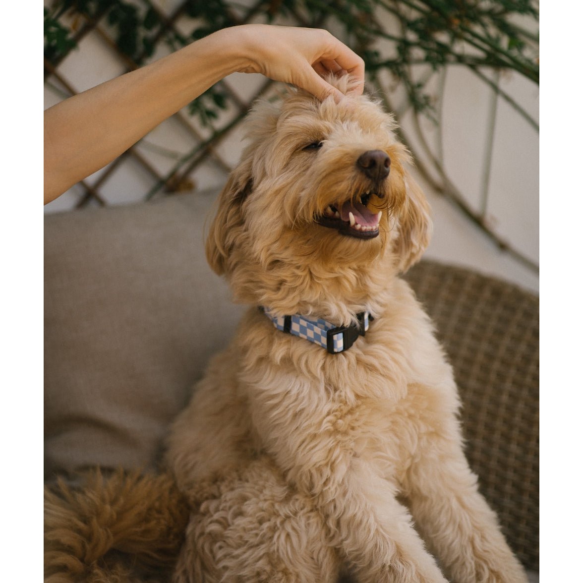 blauwe halsband goldendoodle