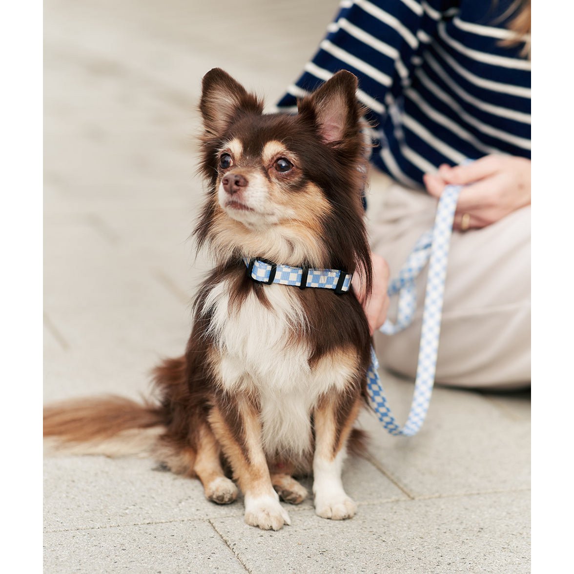 blauwe halsband checkbox chihuahua langharig