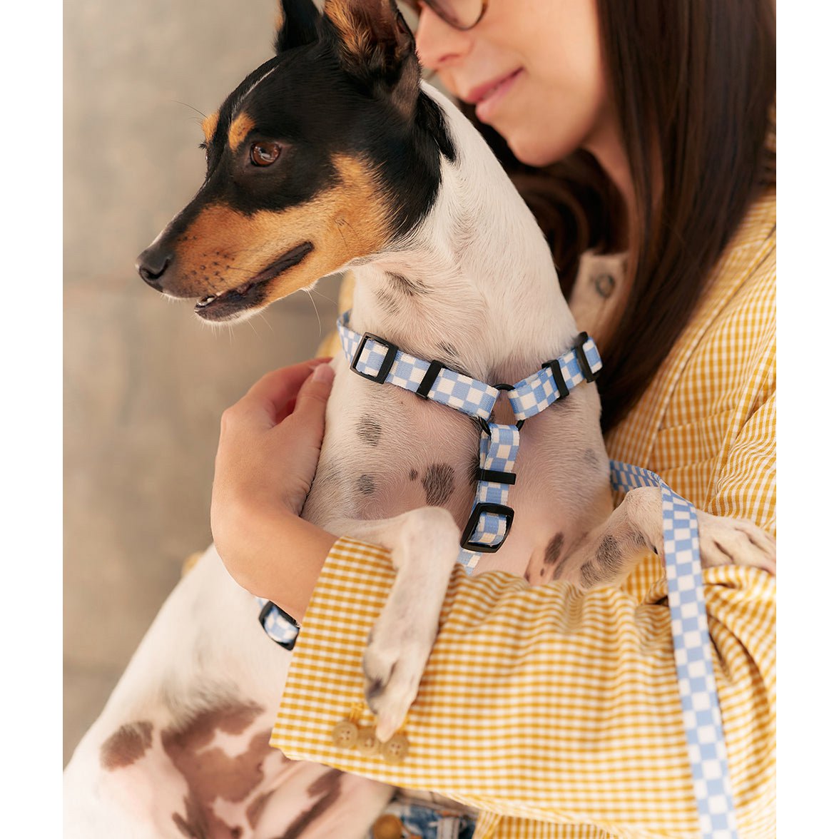 jack russel met blauw hondentuigje