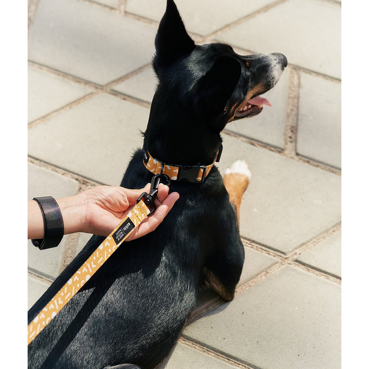 Hondenriem en halsband set op een modelhond