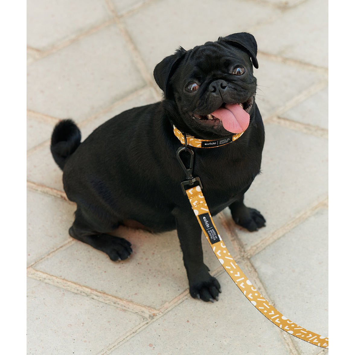 Gele halsband en riem gedragen door een zwarte mopshond