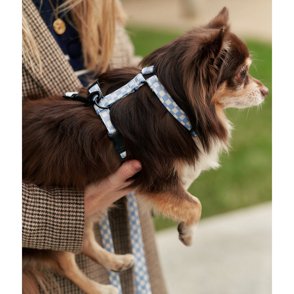 blauw hondentuigje chihuahua