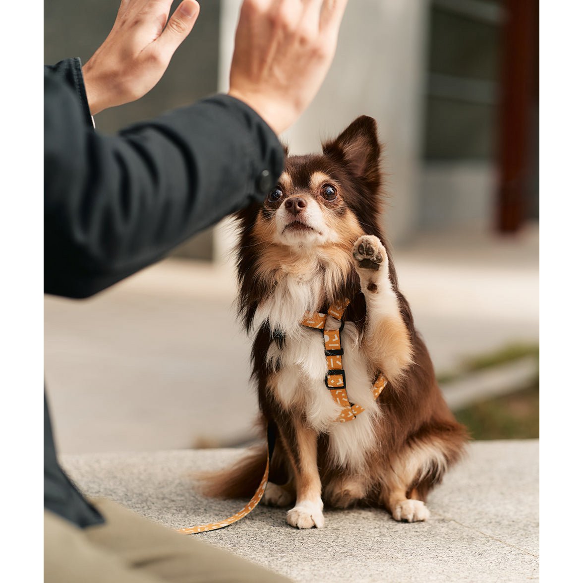 oranje hondentuigje chihuahua