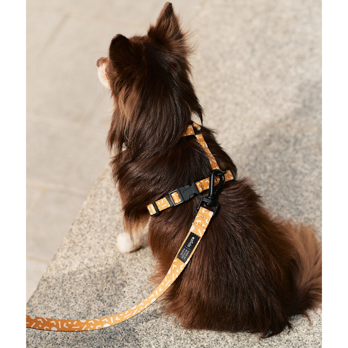 geel hondentuigje chihuahua