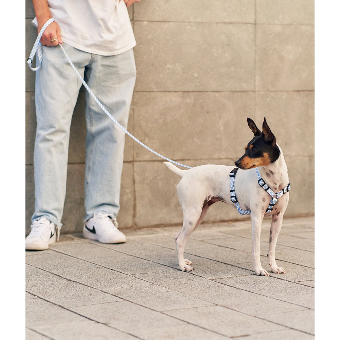 blauw hondentuigje en riem met jack russel
