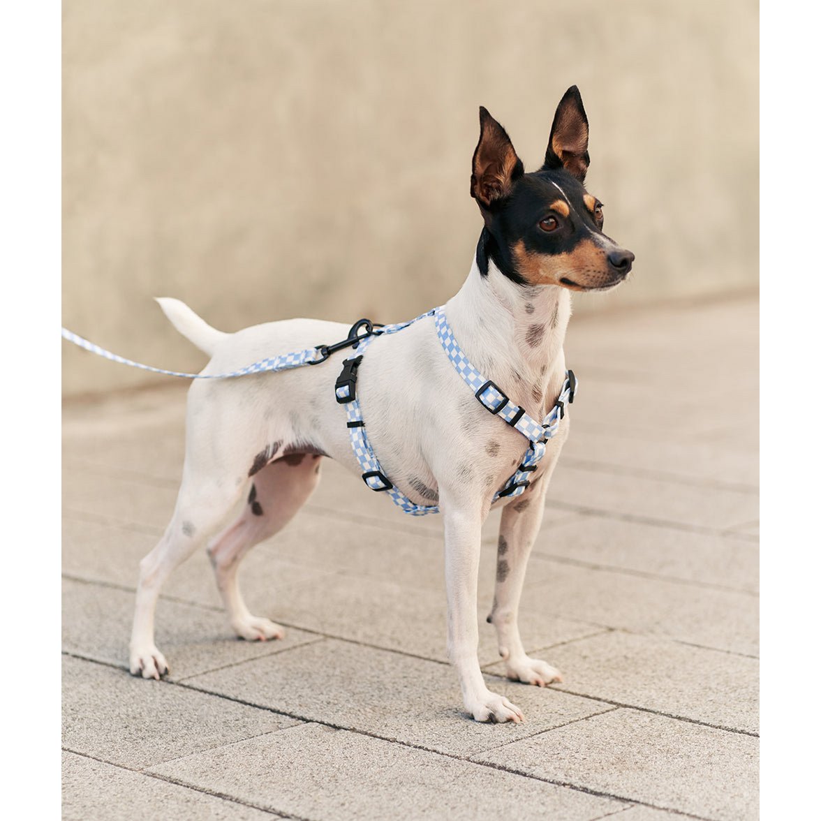 blauw hondentuigje jack russel