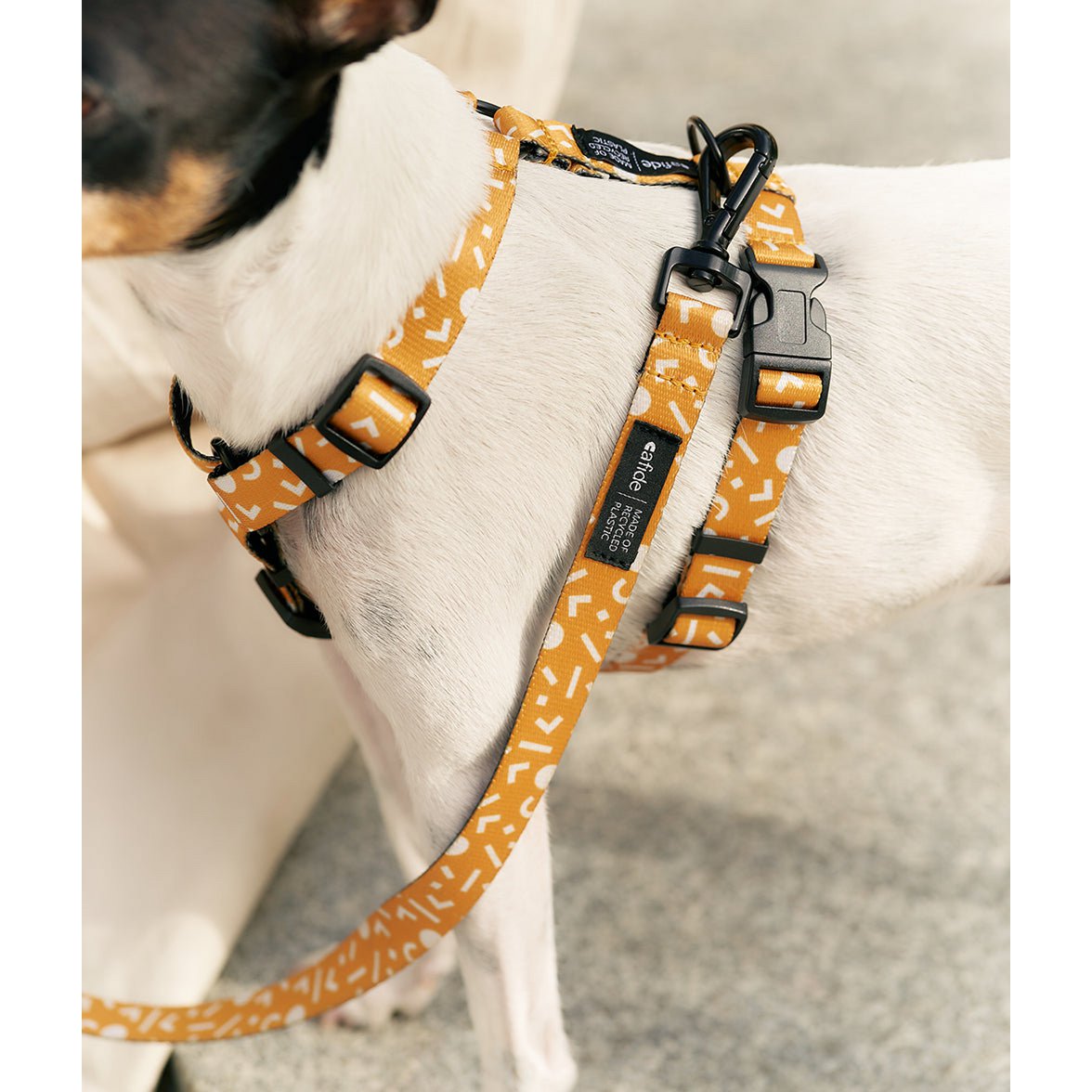 hondentuigje jack russel