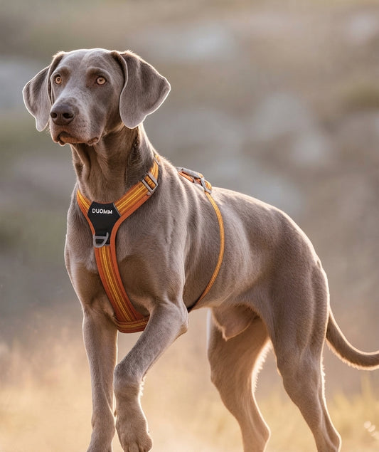 Duomm - Oranje Reflecterend Hondentuigje | Sporty - DreamPawz