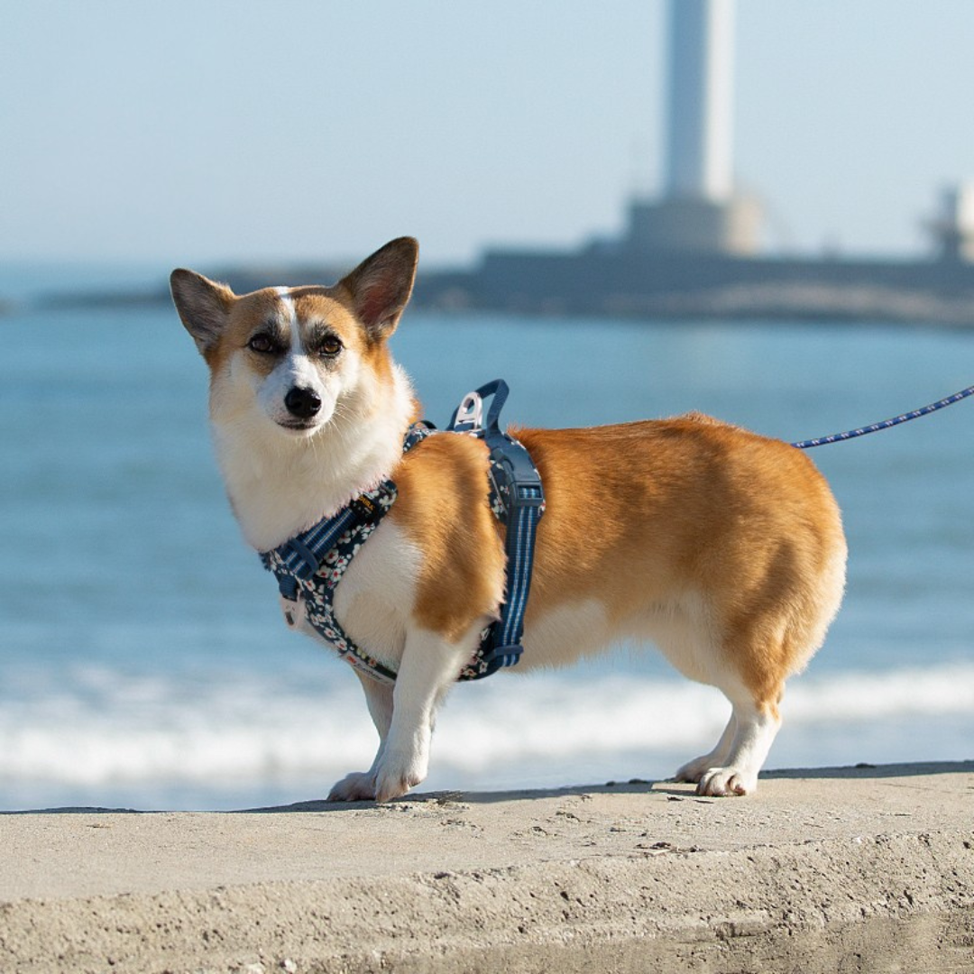 Truelove - Anti-Trek Reflecterend Hondenharnas met Bloemenpatroon (2025)