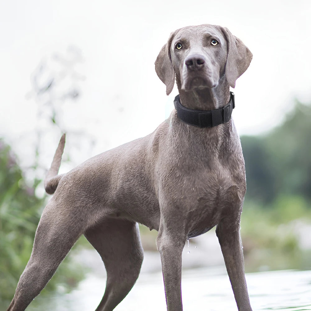 Tactical K9 Halsband