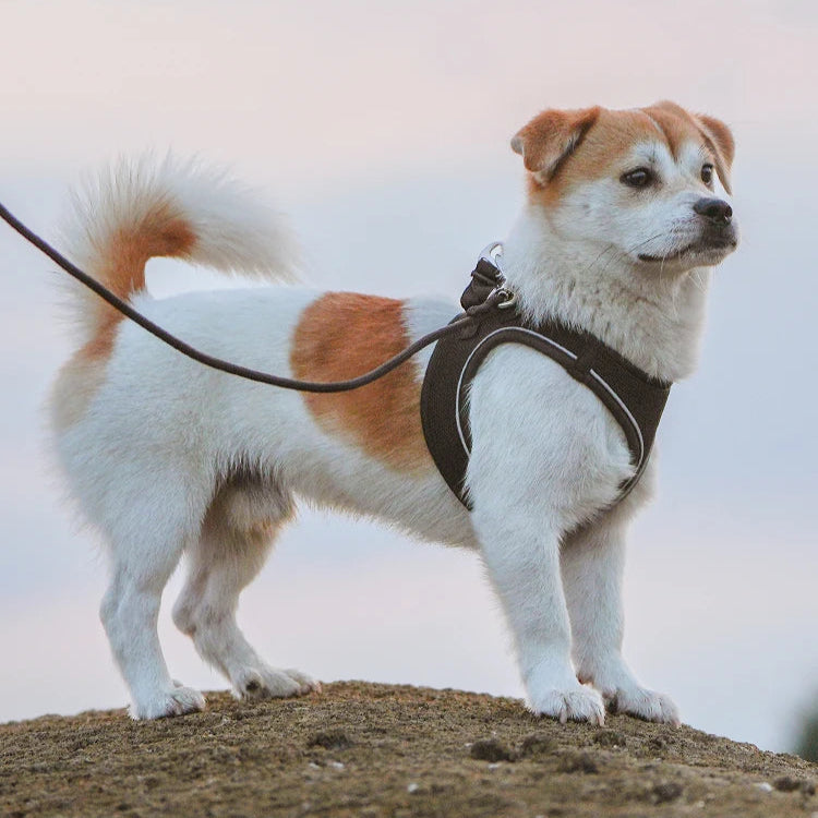 Small Combination - Reflecterende Set met Instaptuigje en Handsfree Riem