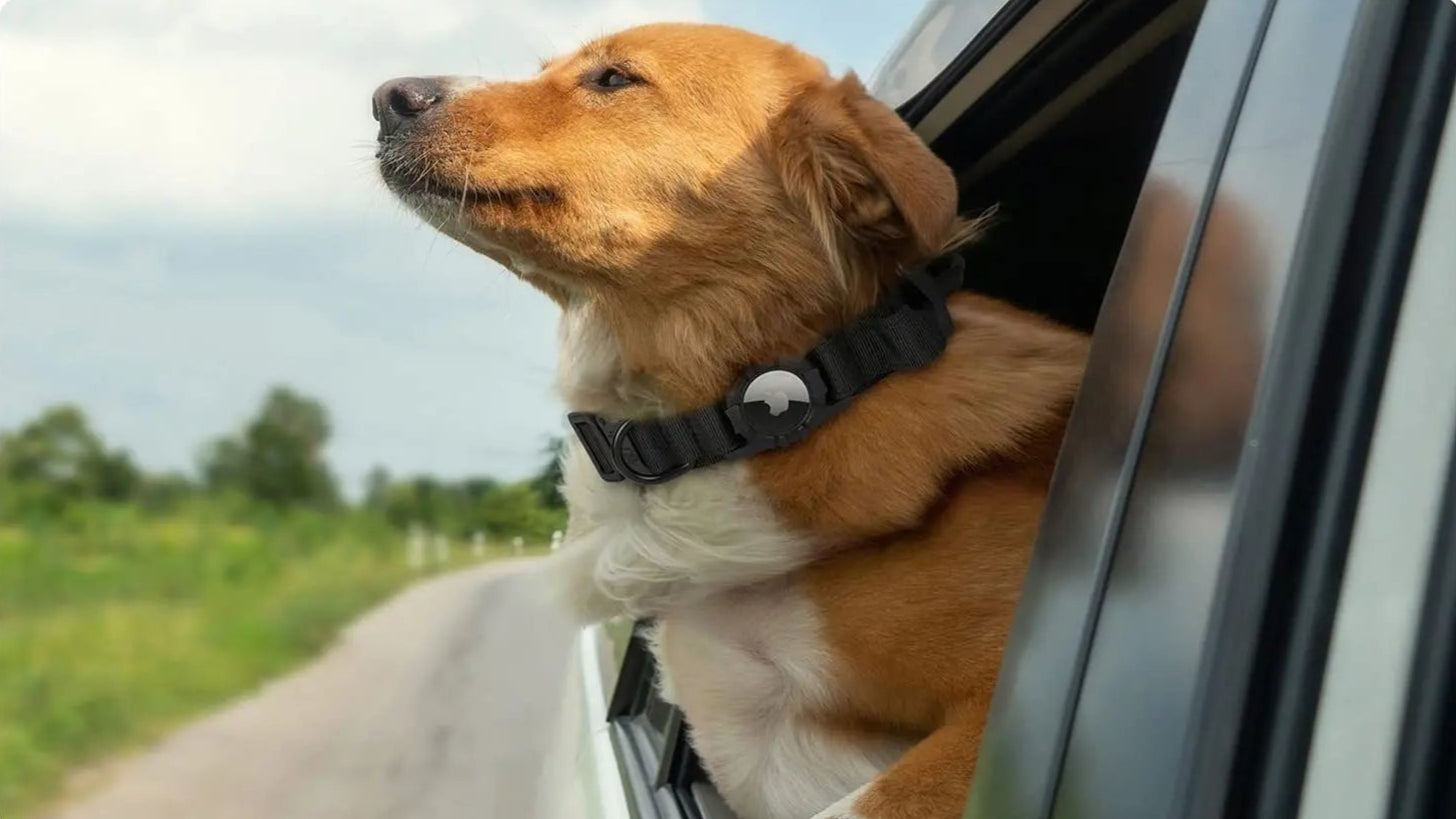 Hond met Tactical halsband met AirTag Houder
