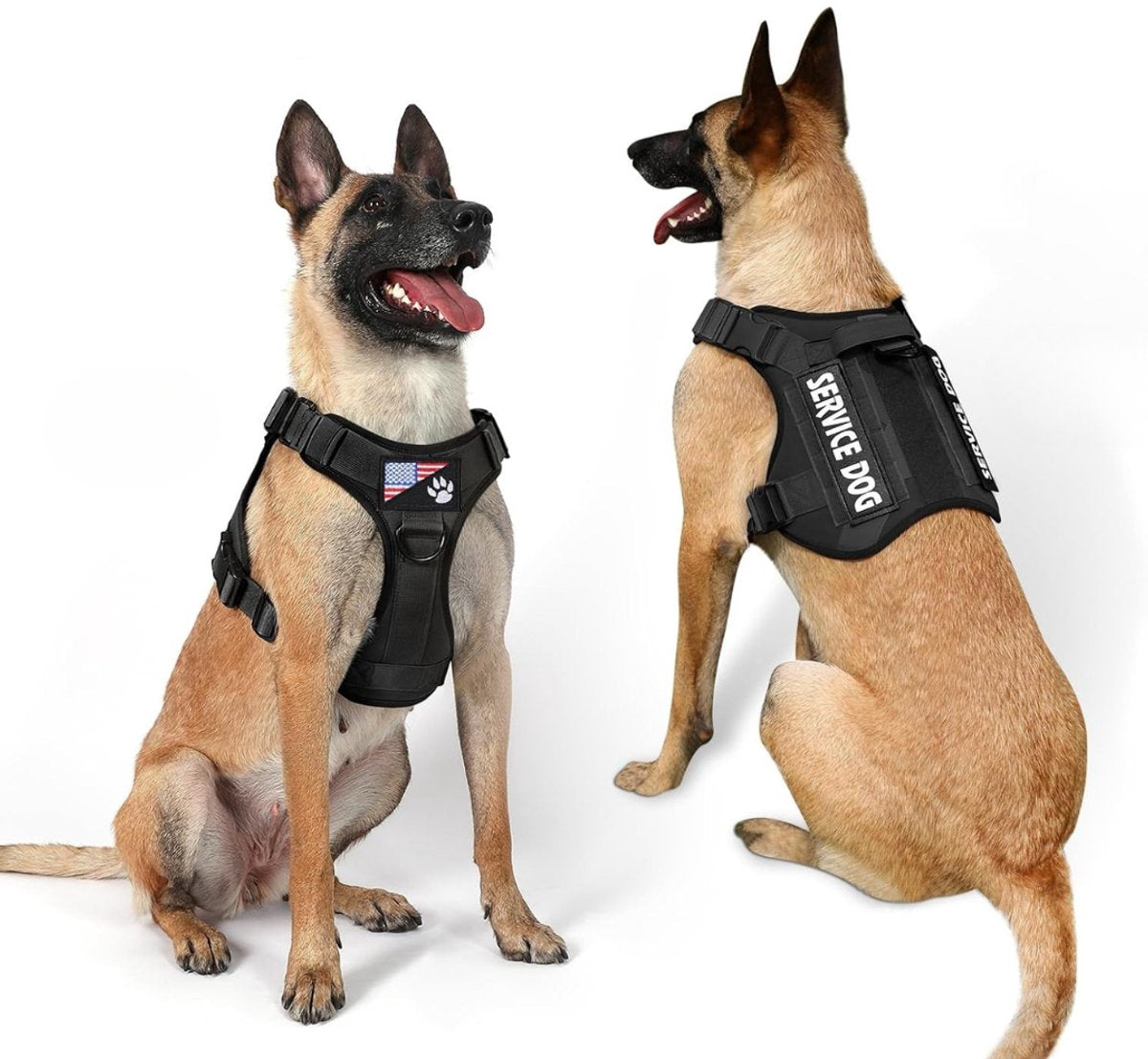 Zwart hondentuigje met 6 patches op modelhond voorkant en achterkant