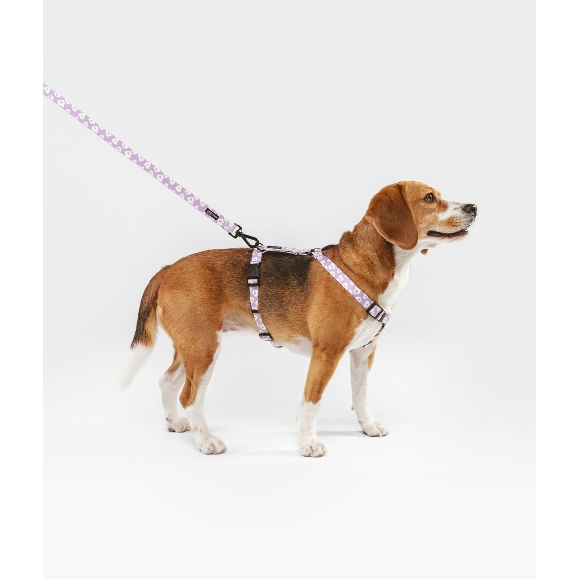 beagle met hondentuigje