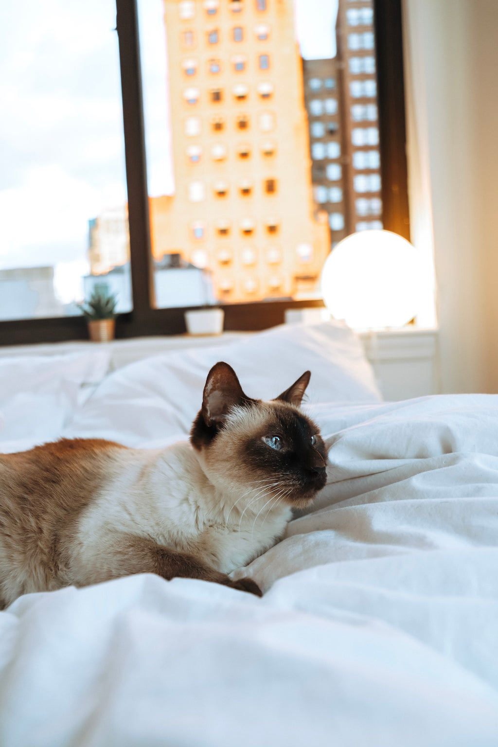 DreamPawz